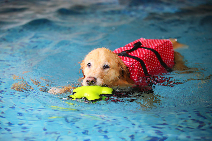 Unique activities for your pets including small, medium and large dogs 