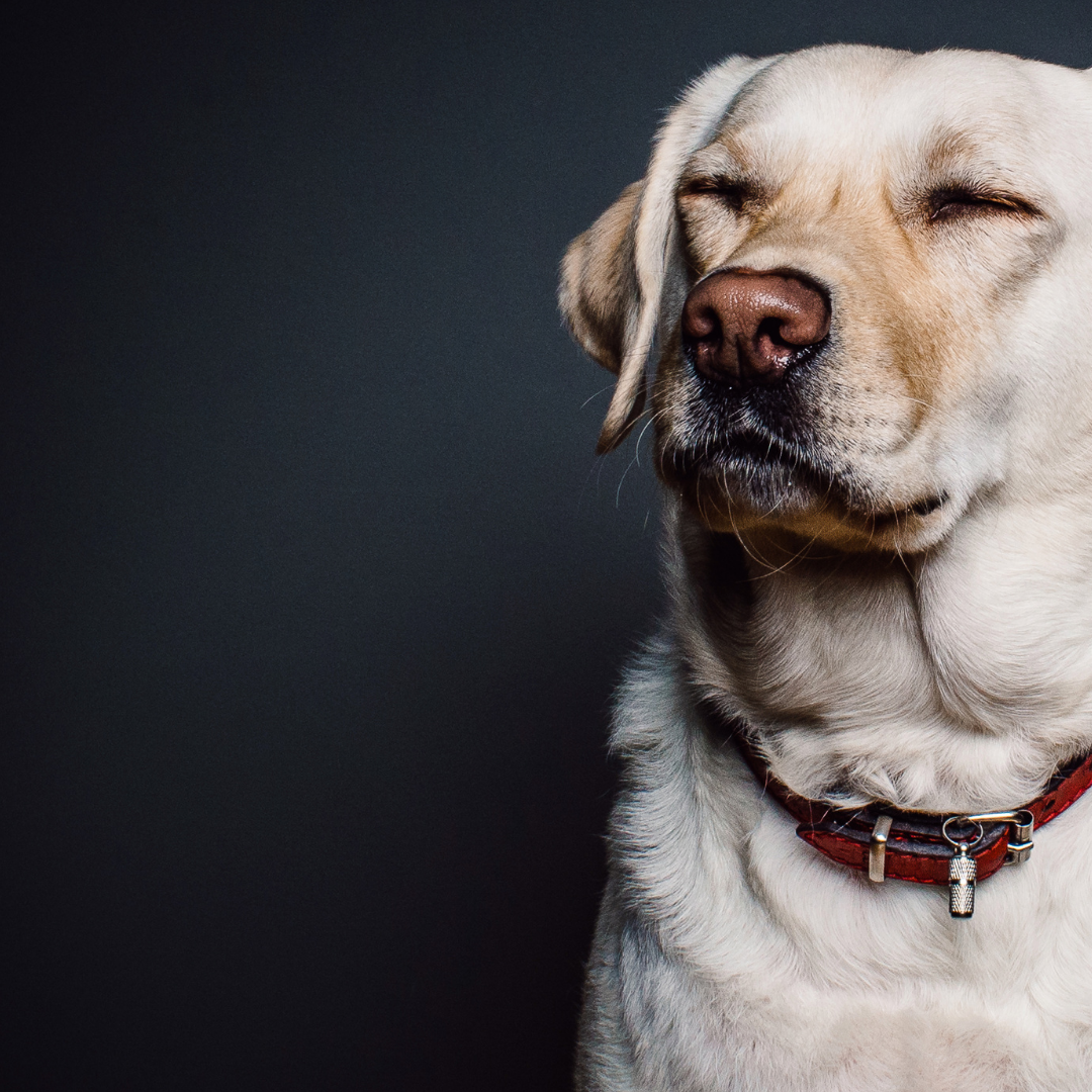 “From Boardrooms to Dog Parks: How these CEOs' Canine Companions Keep Them Grounded"