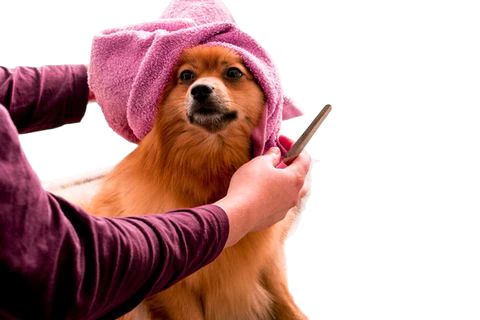 Tips for Keeping Your Dog's Coat Healthy and Shiny