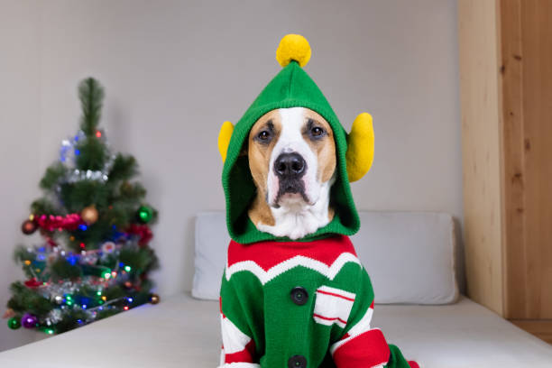 DIY Pet Sweater Ideas for Your Dog's National Ugly Christmas Sweater Day Celebration!