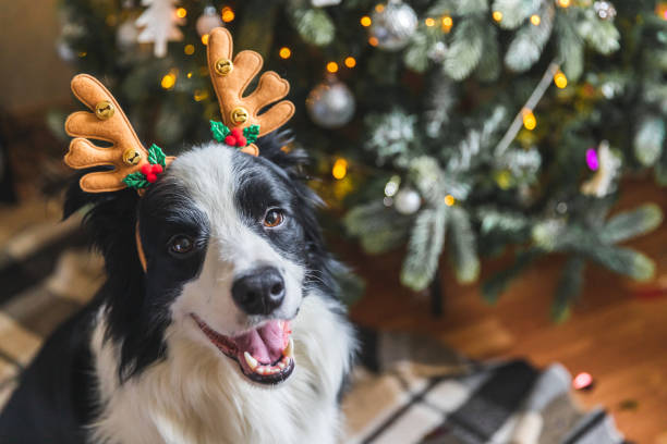 Unwrapping the Top Pet-Related Christmas Queries in Canada: A Guide for Pet Owners"