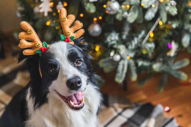 Unwrapping the Top Pet-Related Christmas Queries in Canada: A Guide for Pet Owners